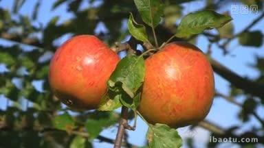 苹果树上长满了红色苹果